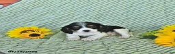 Cavalier King Charles Spaniel dogs for sale: Oliver - Ad 3