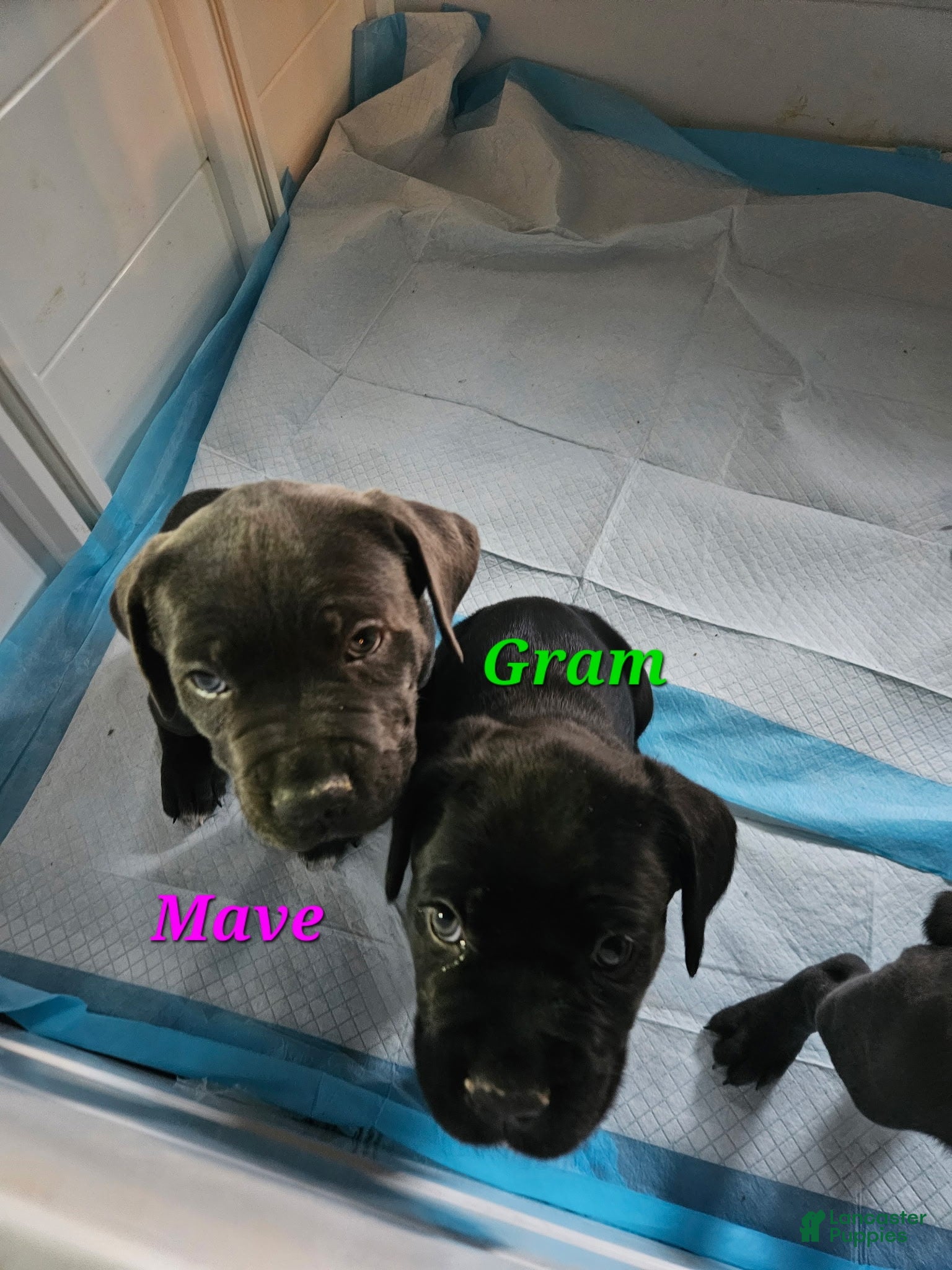 Cane Corso dogs Mave - Ad 2
