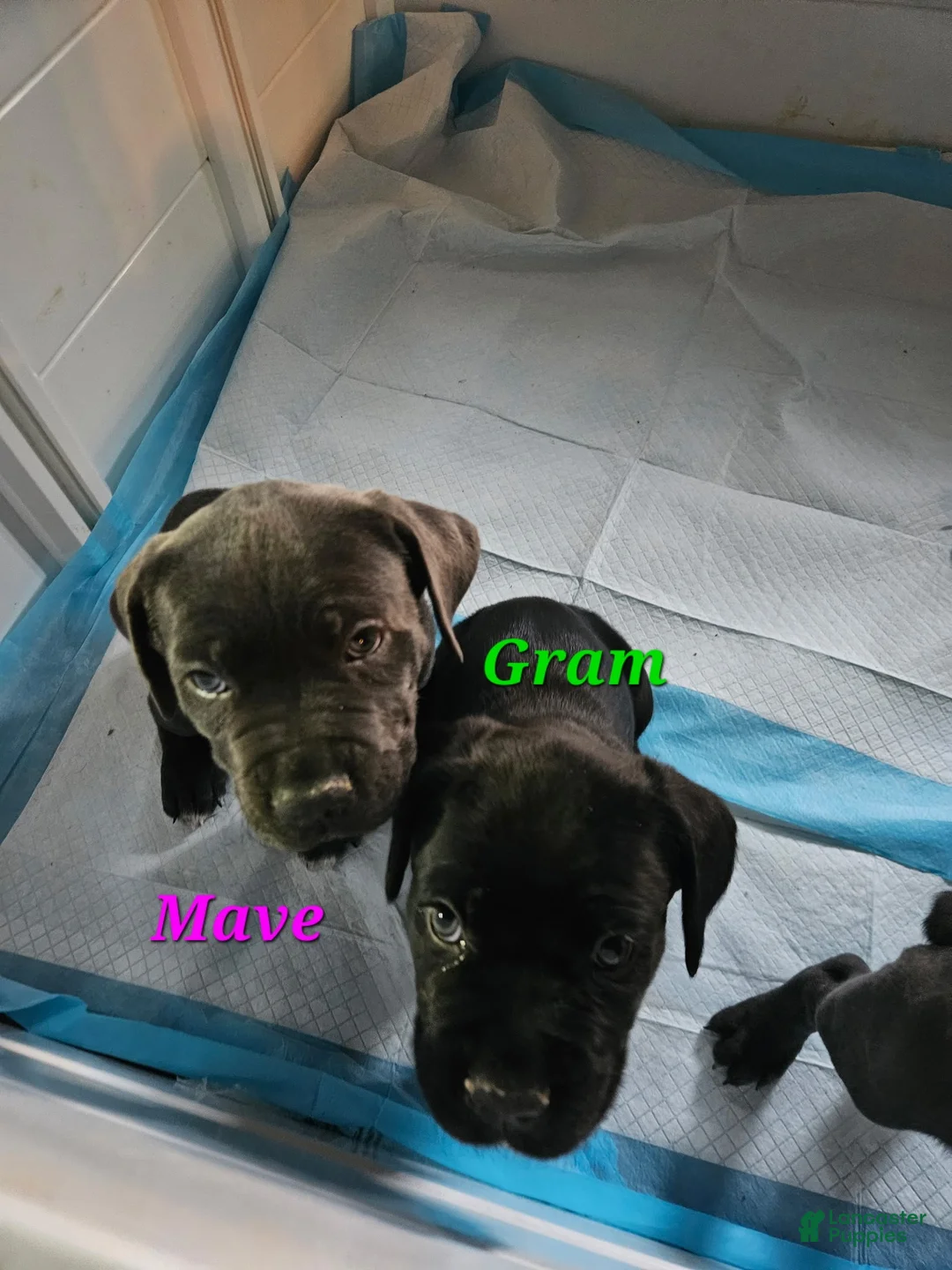Cane Corso dogs for sale: Mave - Ad 2