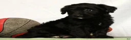 Yorkiepoo dogs for sale: Elliot - Ad 9