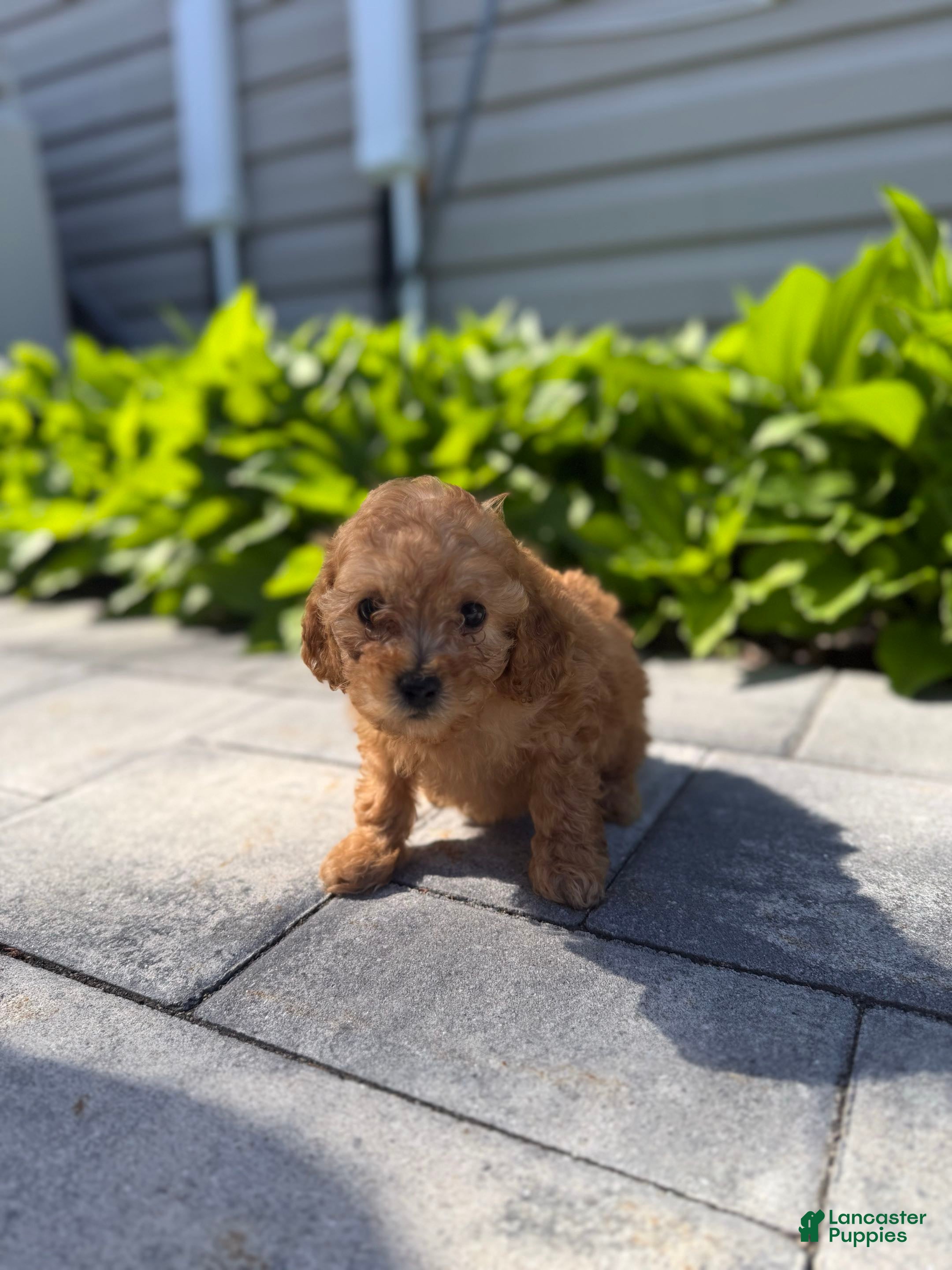 Mini Goldendoodle dogs Mini Goldendoodle Puppy 4 - Ad 7