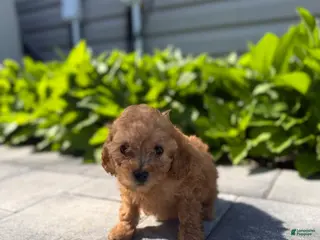 Mini Goldendoodle dogs Mini Goldendoodle Puppy 4 - Ad 7