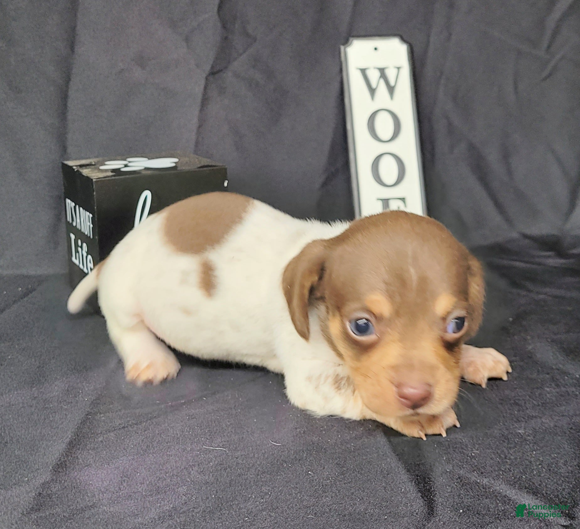 Miniature Dachshund dogs Hank AKC Registered  - Ad 38