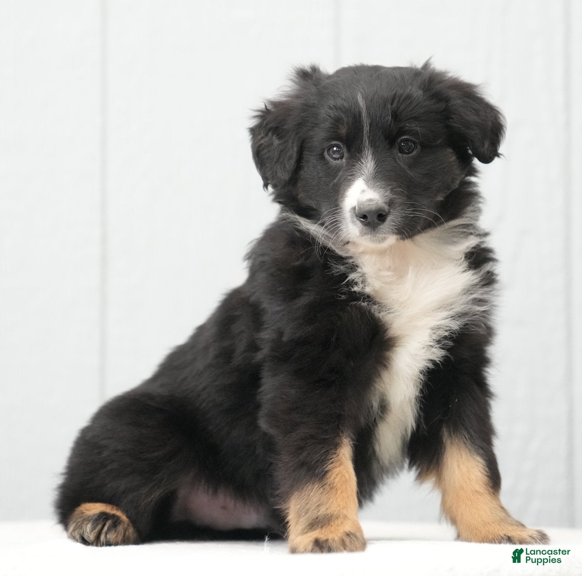 Australian Shepherd dogs Craig - Ad 1