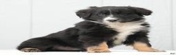 Australian Shepherd dogs for sale: Craig - Ad 1