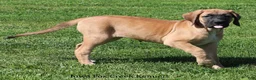 Mixed Breed dogs for sale: Mixed Breed 2 - Ad 2