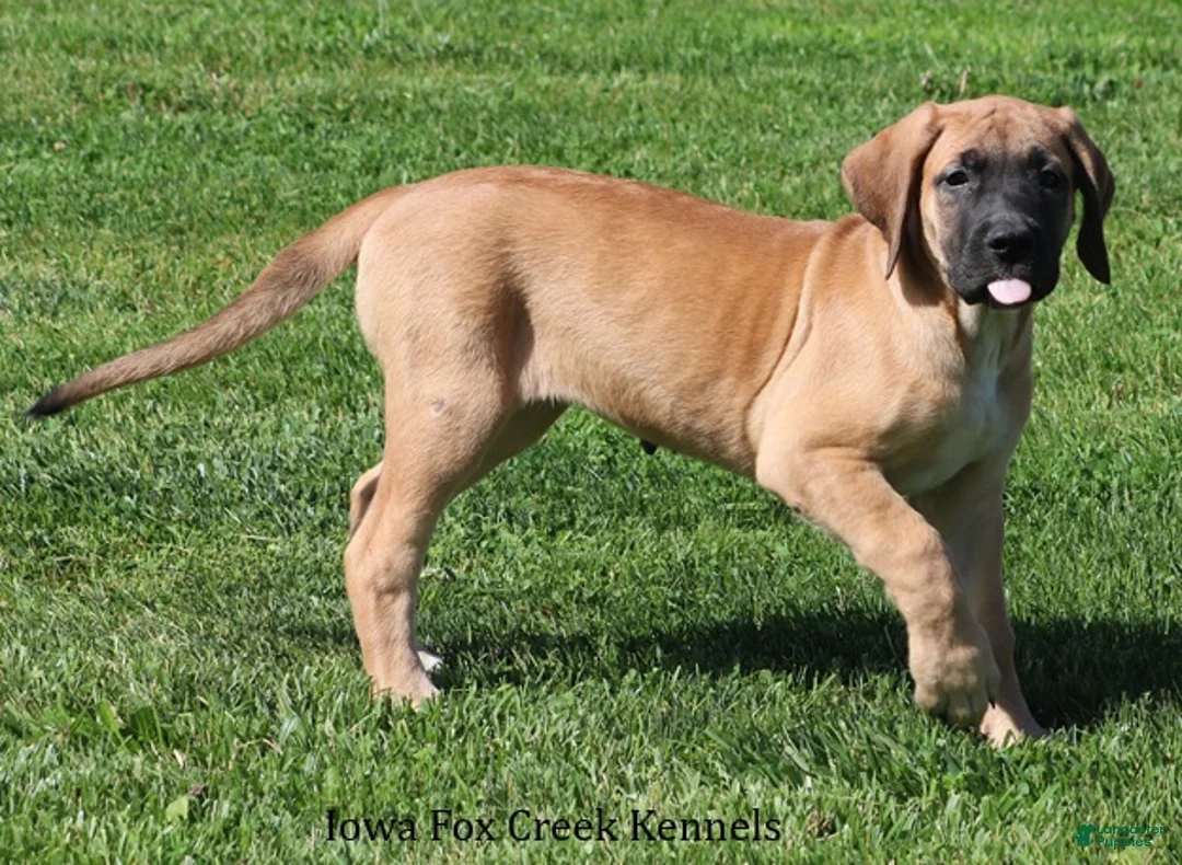 Mixed Breed dogs for sale: Mixed Breed 2 - Ad 2