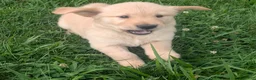 Golden Retriever dogs for sale: Finn - Ad 5
