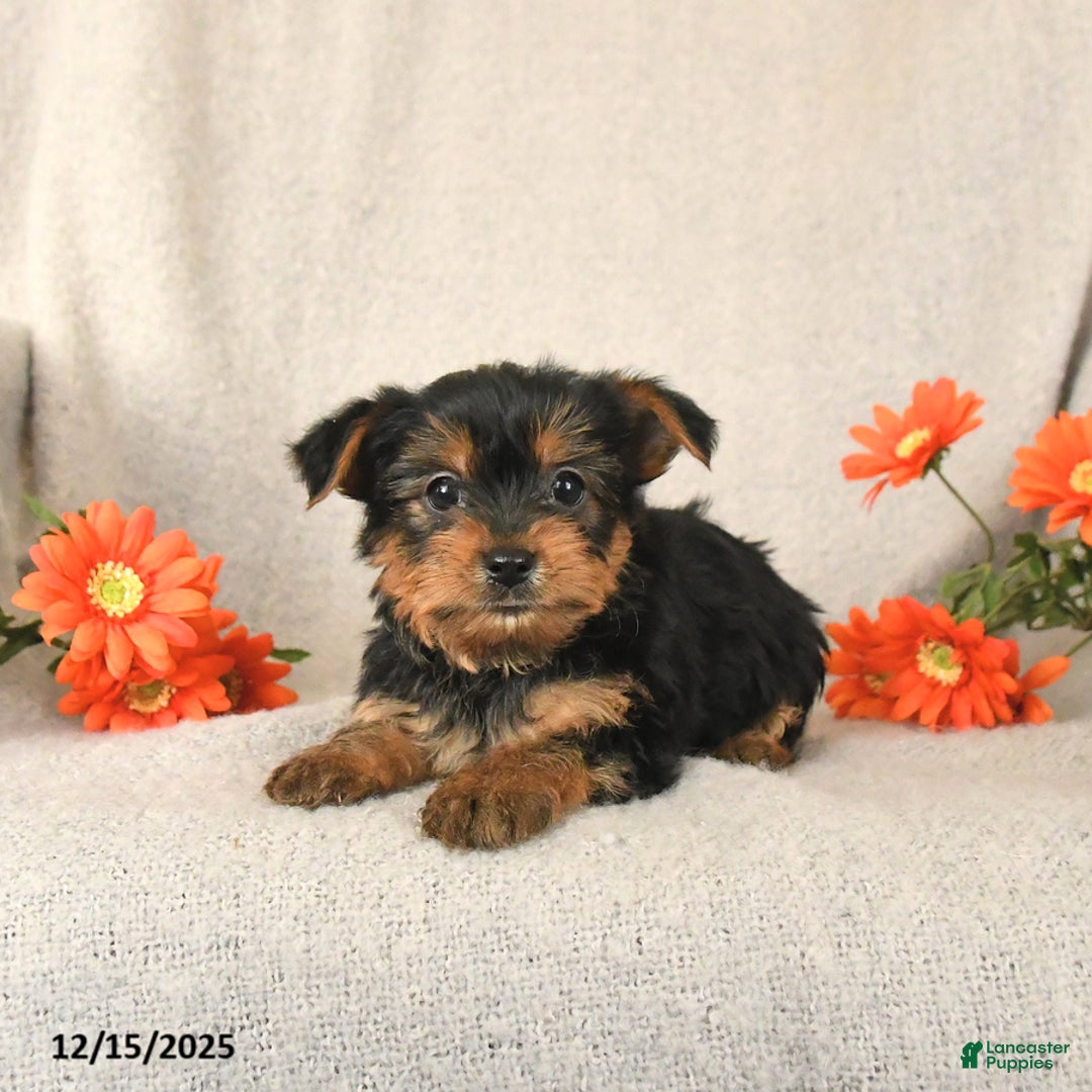 Yorkshire Terrier dogs for sale: Chip - Ad 2
