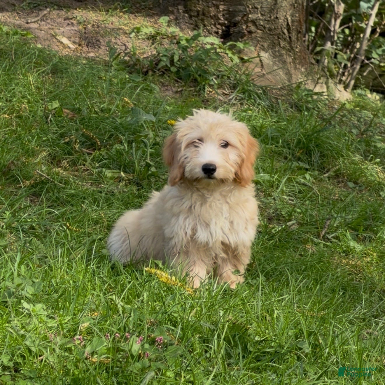Mini Goldendoodle dogs Oak - Ad 1