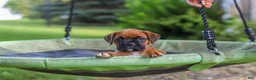 Boxer dogs for sale: Russell - Ad 11
