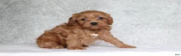Cavapoo dogs for sale: Bella - Ad 5