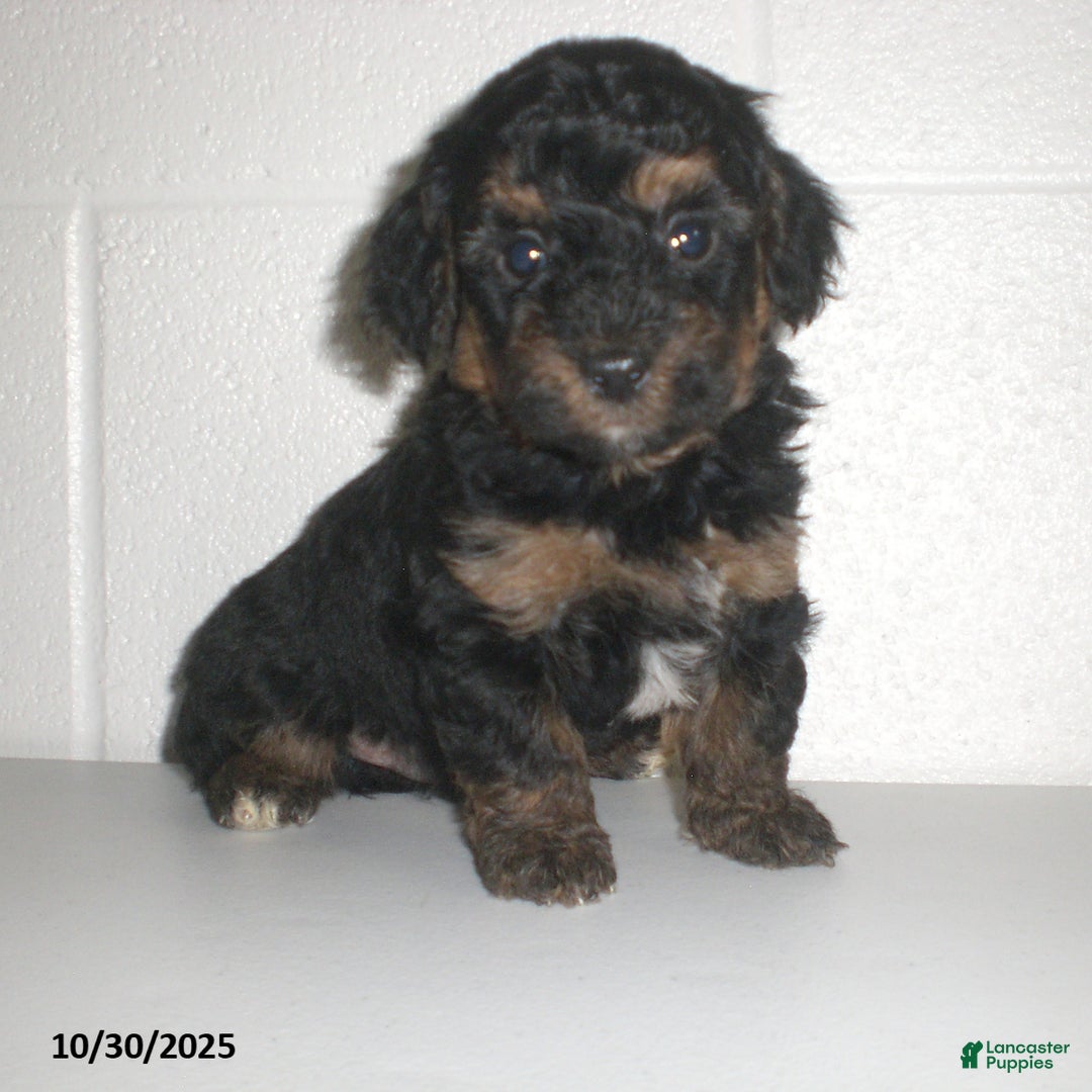 Yorkiepoo dogs for sale: Tyler - Ad 6