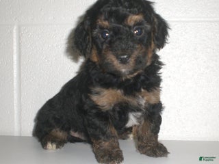 Yorkiepoo dogs - Ad 16