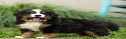 Bernese Mountain Dog dogs for sale: Brady Bernese Mountain Dog  - Ad 8