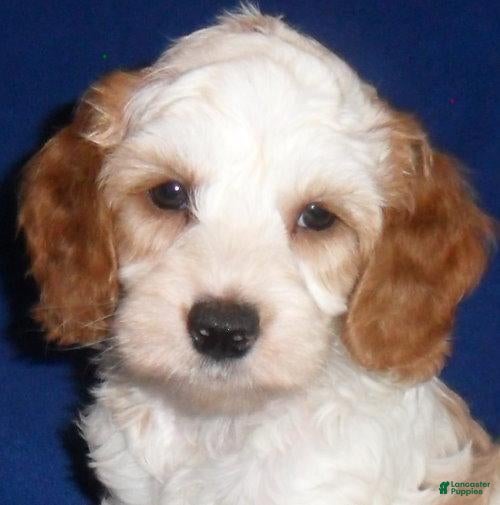 Cockapoo dogs Ollie - Ad 2