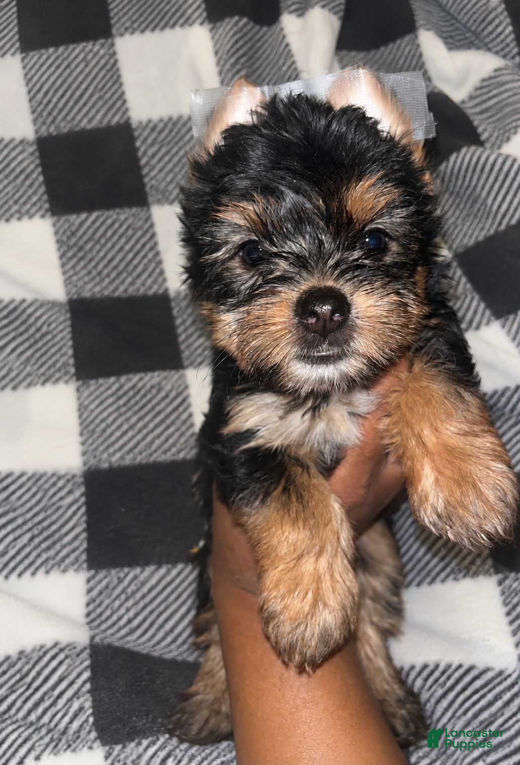 Yorkshire Terrier dogs for sale: Darla  - Ad 3