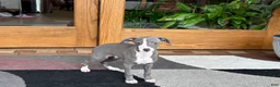 Italian Greyhound dogs for sale: Italian Greyhound 2 blue boy.  - Ad 7