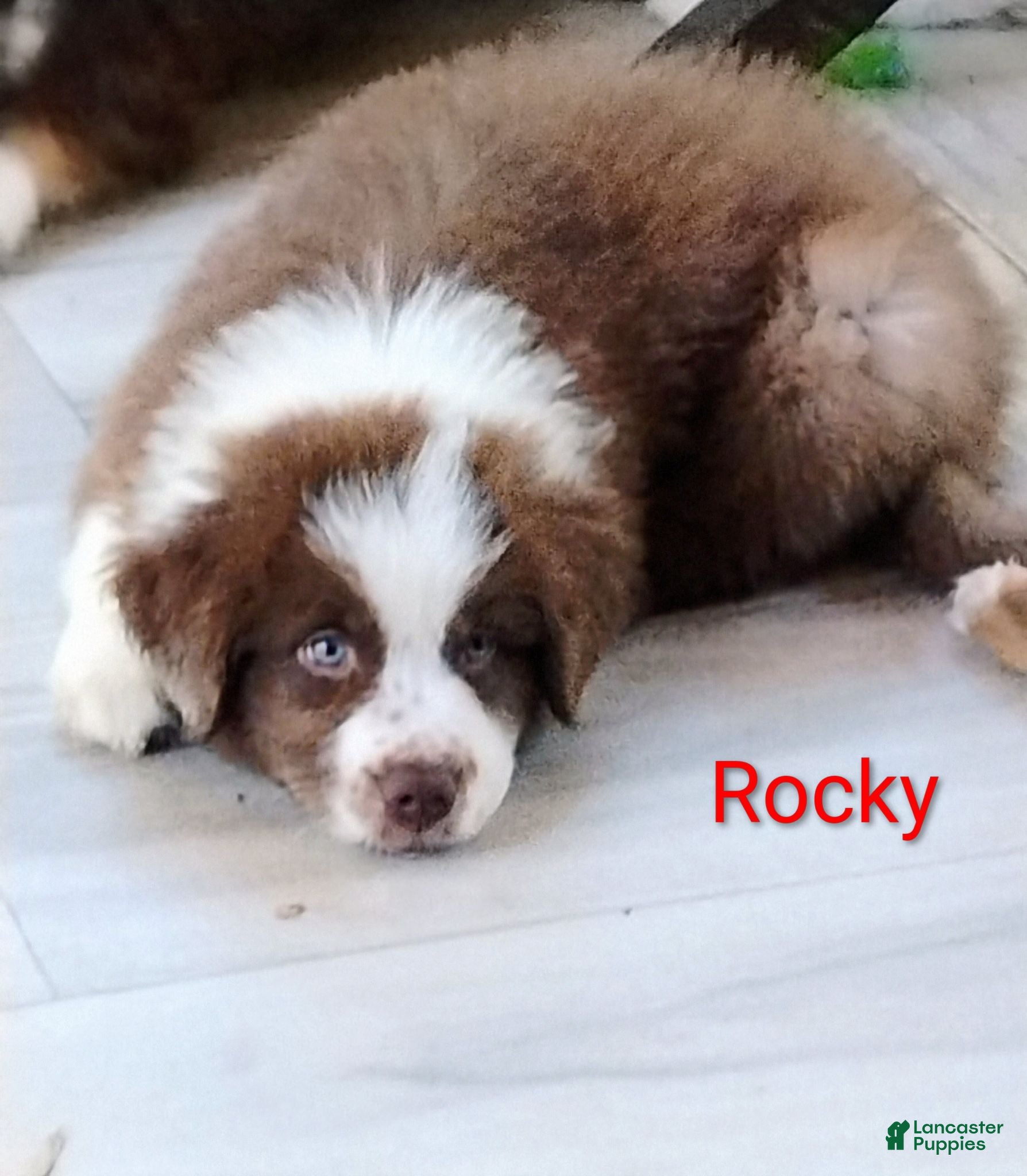 Australian Shepherd dogs Rocky - Ad 8