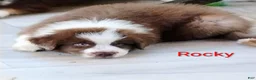 Australian Shepherd dogs for sale: Rocky - Ad 1