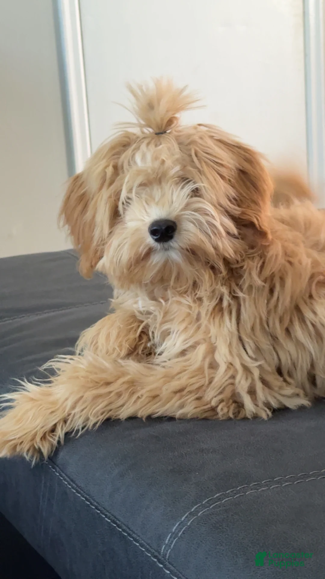 Maltipoo dogs for sale: Maltipoo Puppy 1 - Ad 2