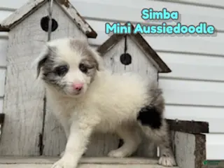 Mini Aussiedoodle dogs for sale: Simba - Ad 3