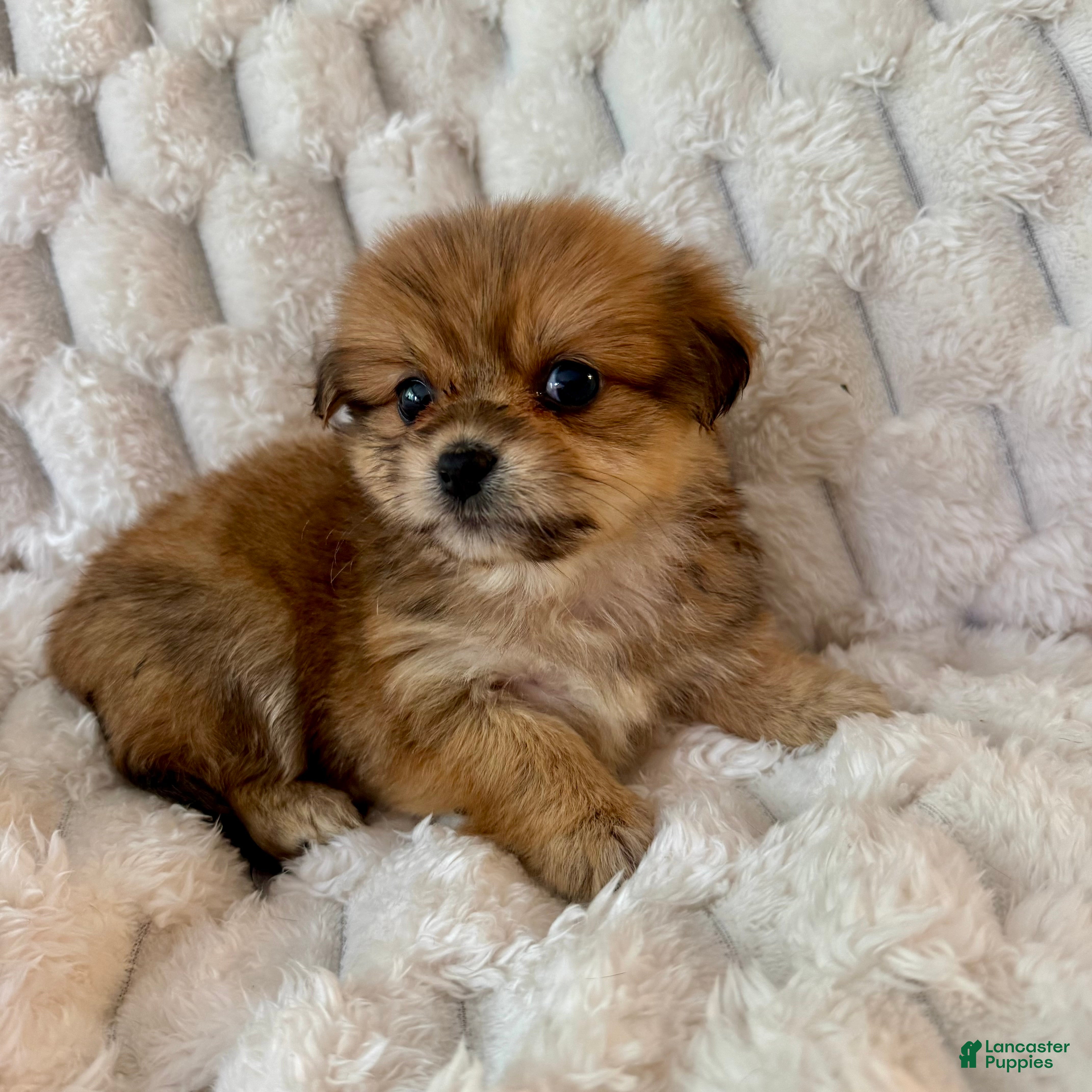 Mixed Breed dogs Ava - Ad 8