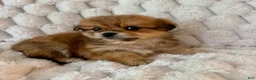 Mixed Breed dogs for sale: Ava - Ad 1