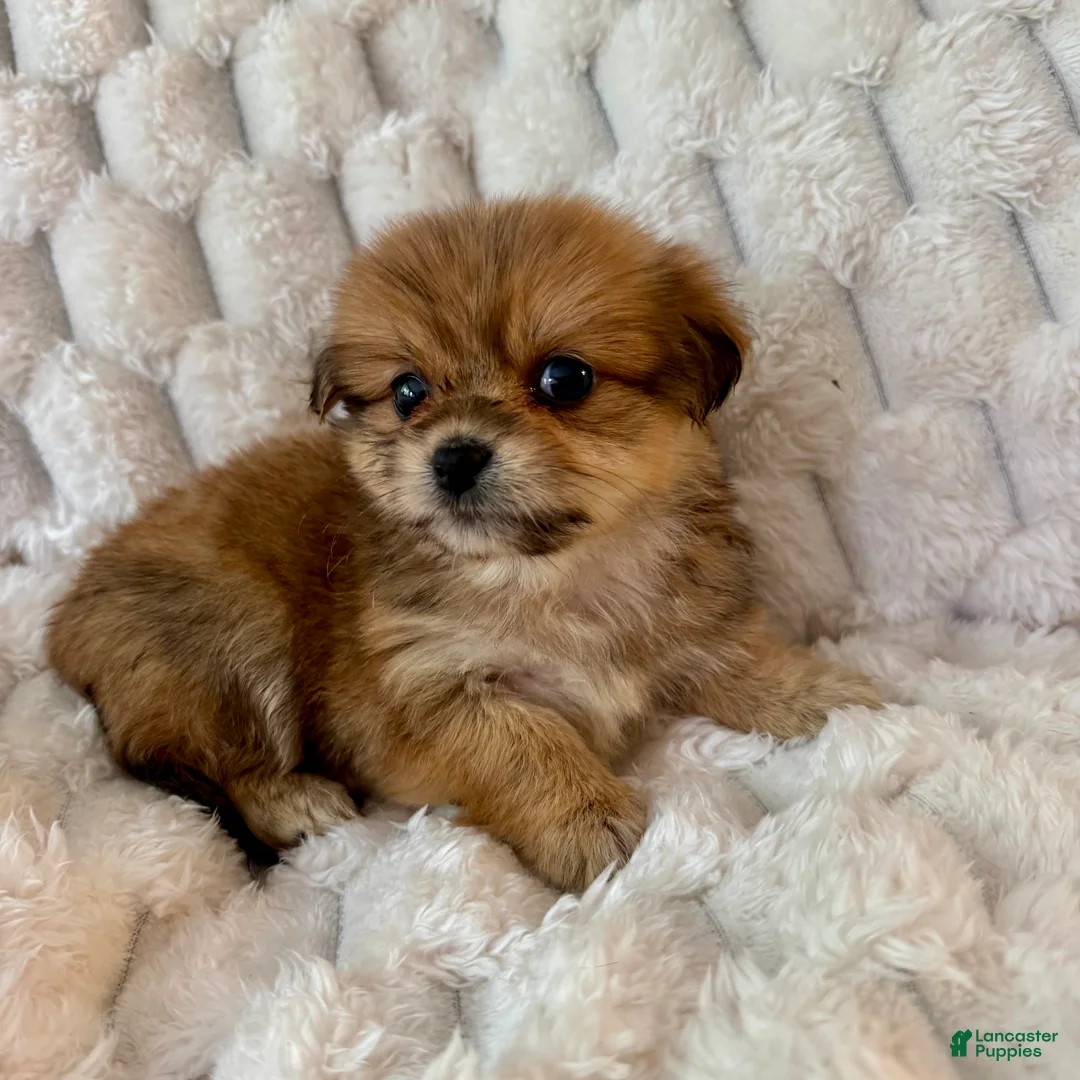 Mixed Breed dogs for sale: Ava - Ad 1