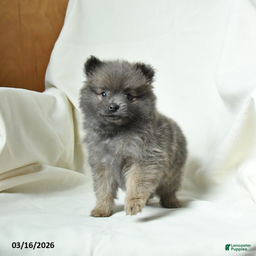 Pomeranian dogs Kyla - Ad 1