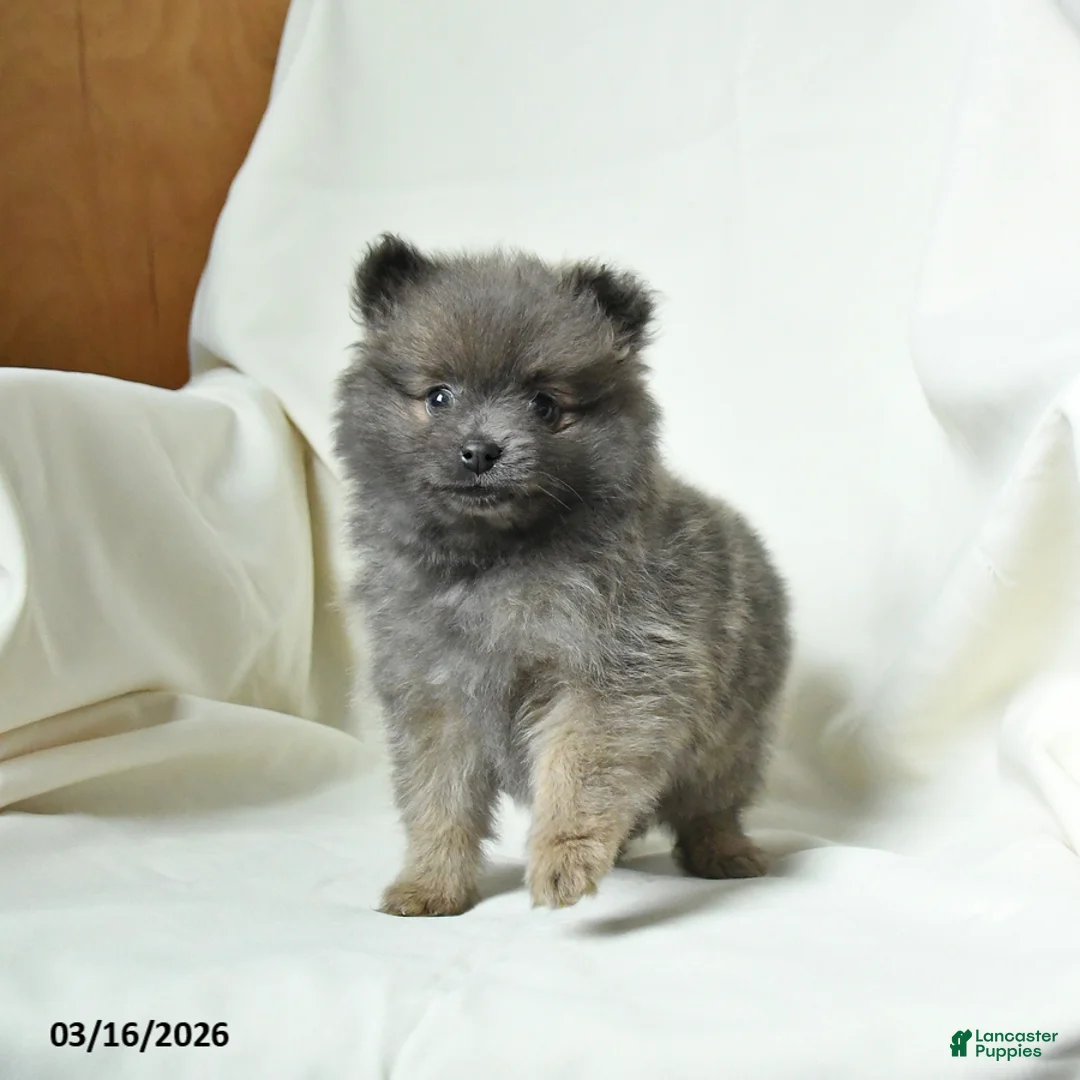 Pomeranian dogs for sale: Kyla - Ad 1