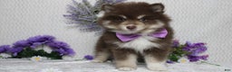 Pomsky dogs for sale: Duey  - Ad 5