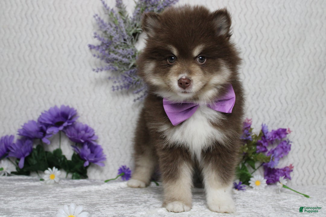 Pomsky dogs for sale: Duey  - Ad 5