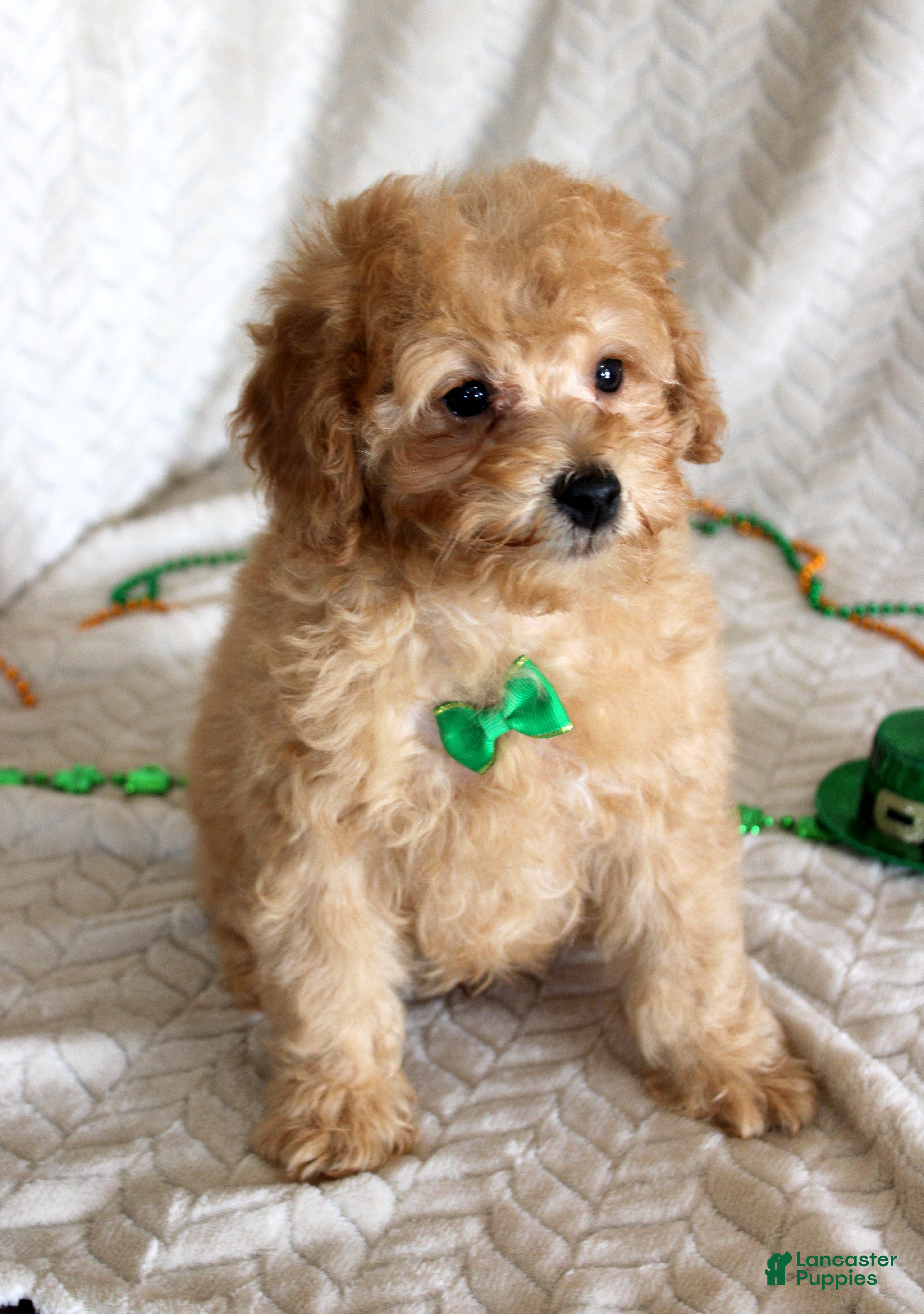 Miniature Poodle dogs Clark - Ad 35