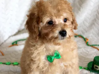 Miniature Poodle dogs Clark - Ad 35