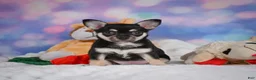 Chihuahua dogs for sale: Callie - Ad 1