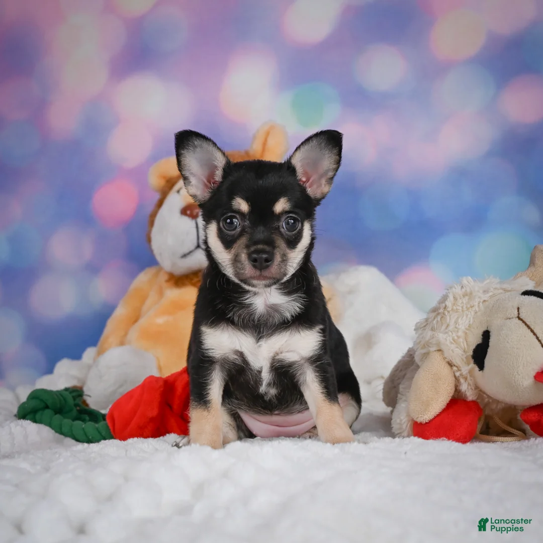 Chihuahua dogs for sale: Callie - Ad 1