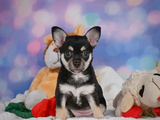 Chihuahua dogs for sale: Callie - Ad 2