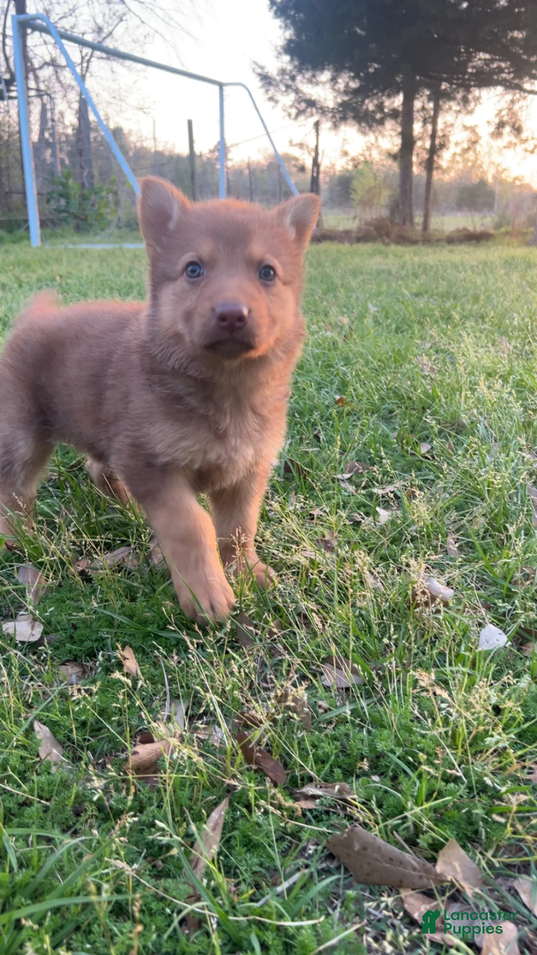 German Shepherd dogs for sale: Athena - Ad 1