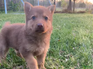 German Shepherd dogs Athena - Ad 22