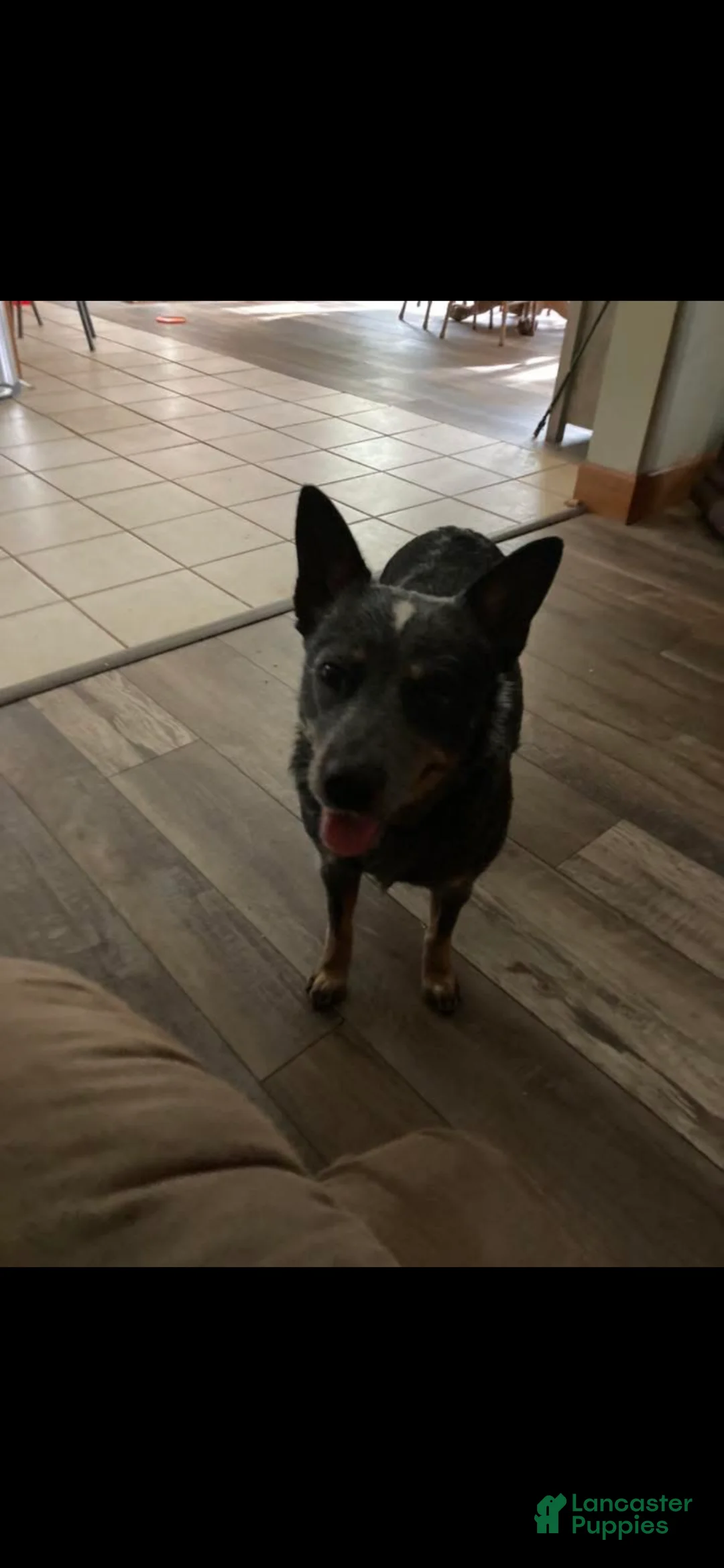 Australian Cattle Dog dogs for sale: Australian Cattle Dog blue female 1 - Ad 2