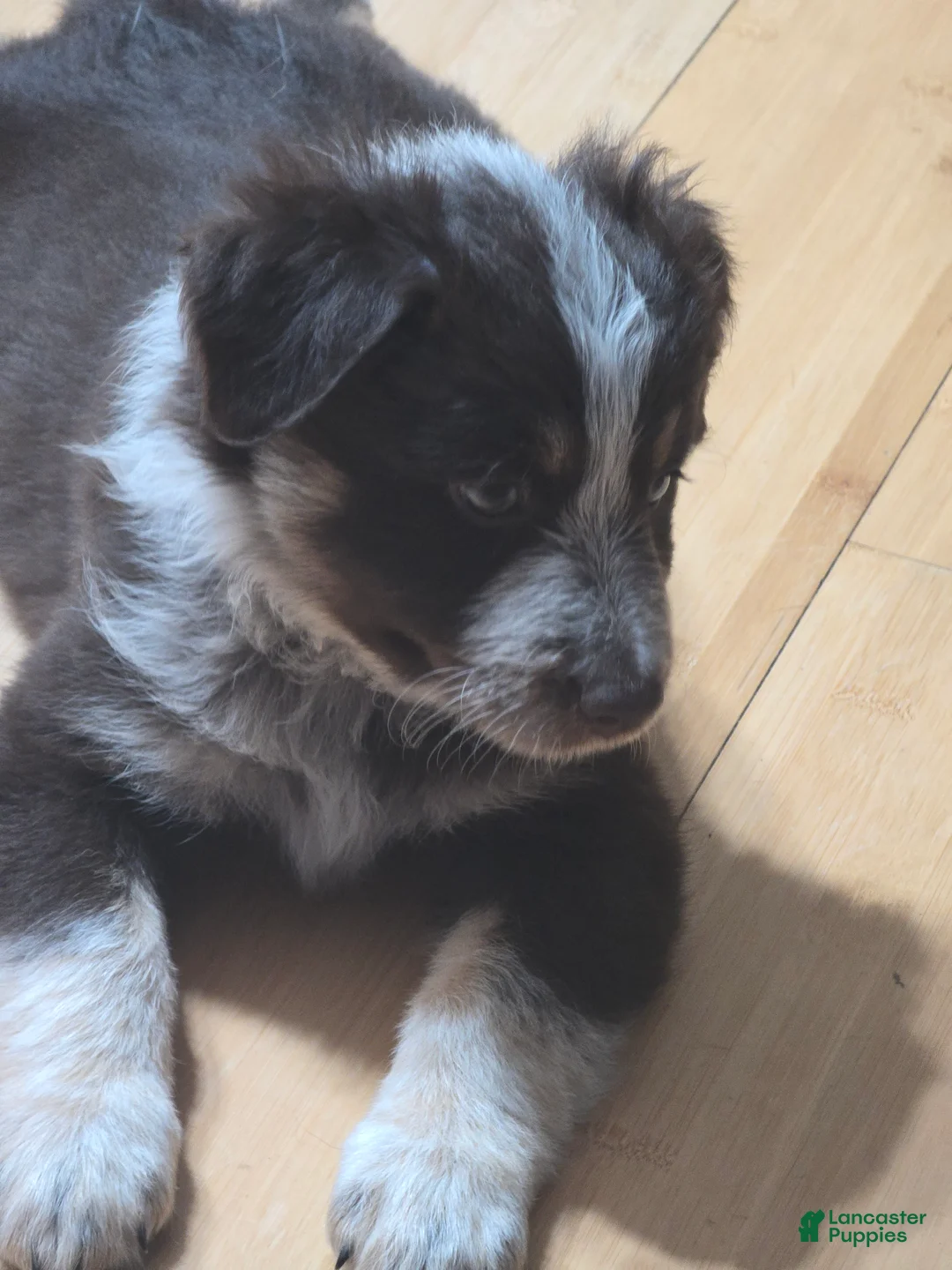 Miniature Australian Shepherd dogs for sale: Miniature Australian Shepherd 1 - Ad 2