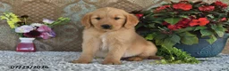 Golden Retriever dogs for sale: Hunter - Ad 3