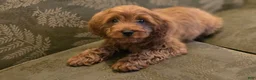 Cavapoo dogs for sale: Allie - Ad 7