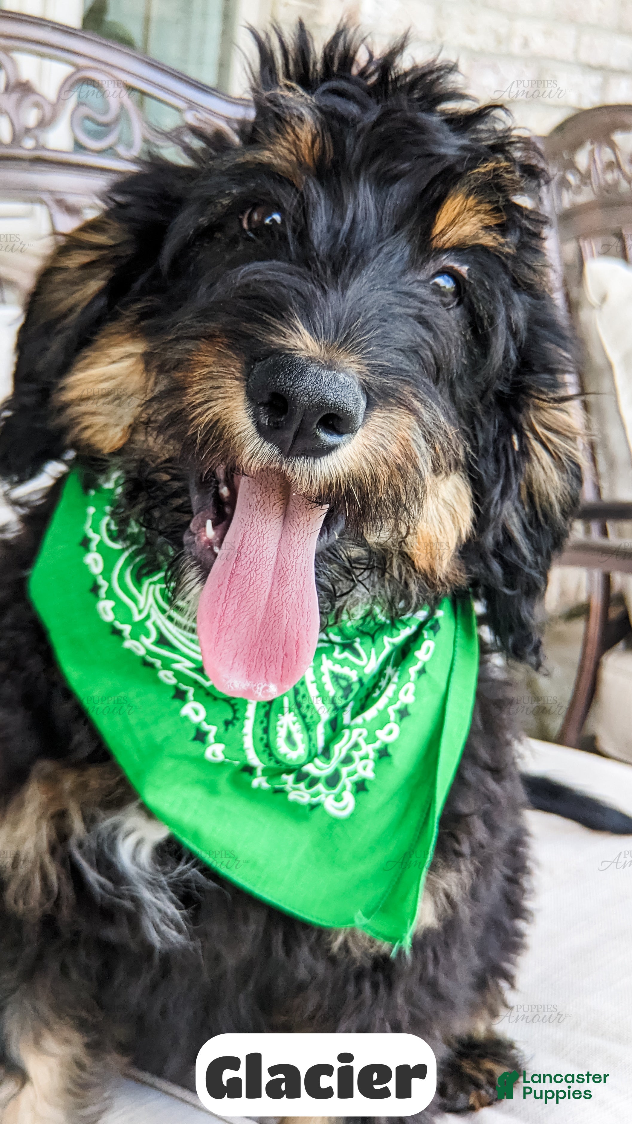 Bernedoodle dogs Glacier - Ad 2