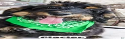 Bernedoodle dogs for sale: Glacier - Ad 2