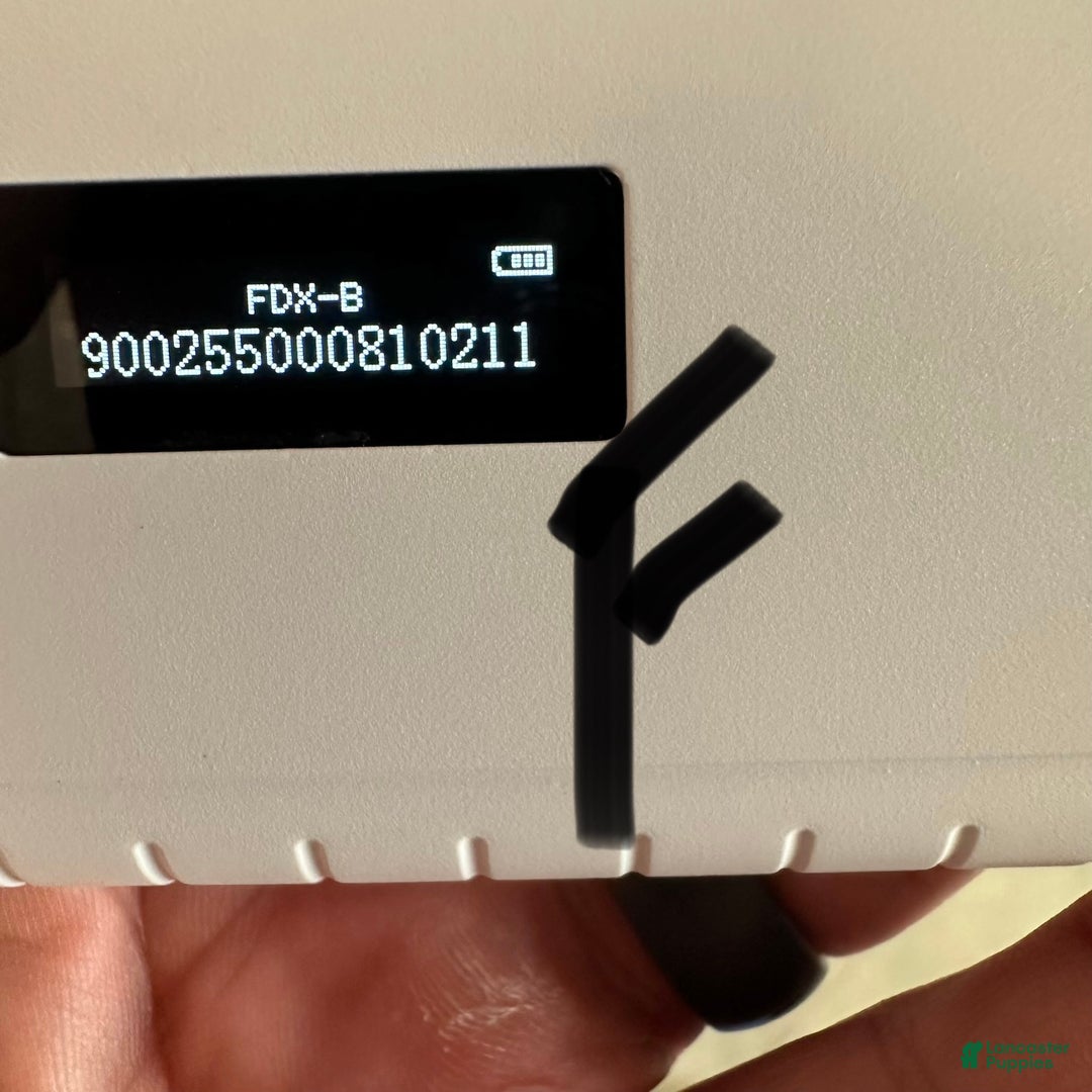 Maltipoo dogs for sale: Girl Maisie - 0211 - Ad 8