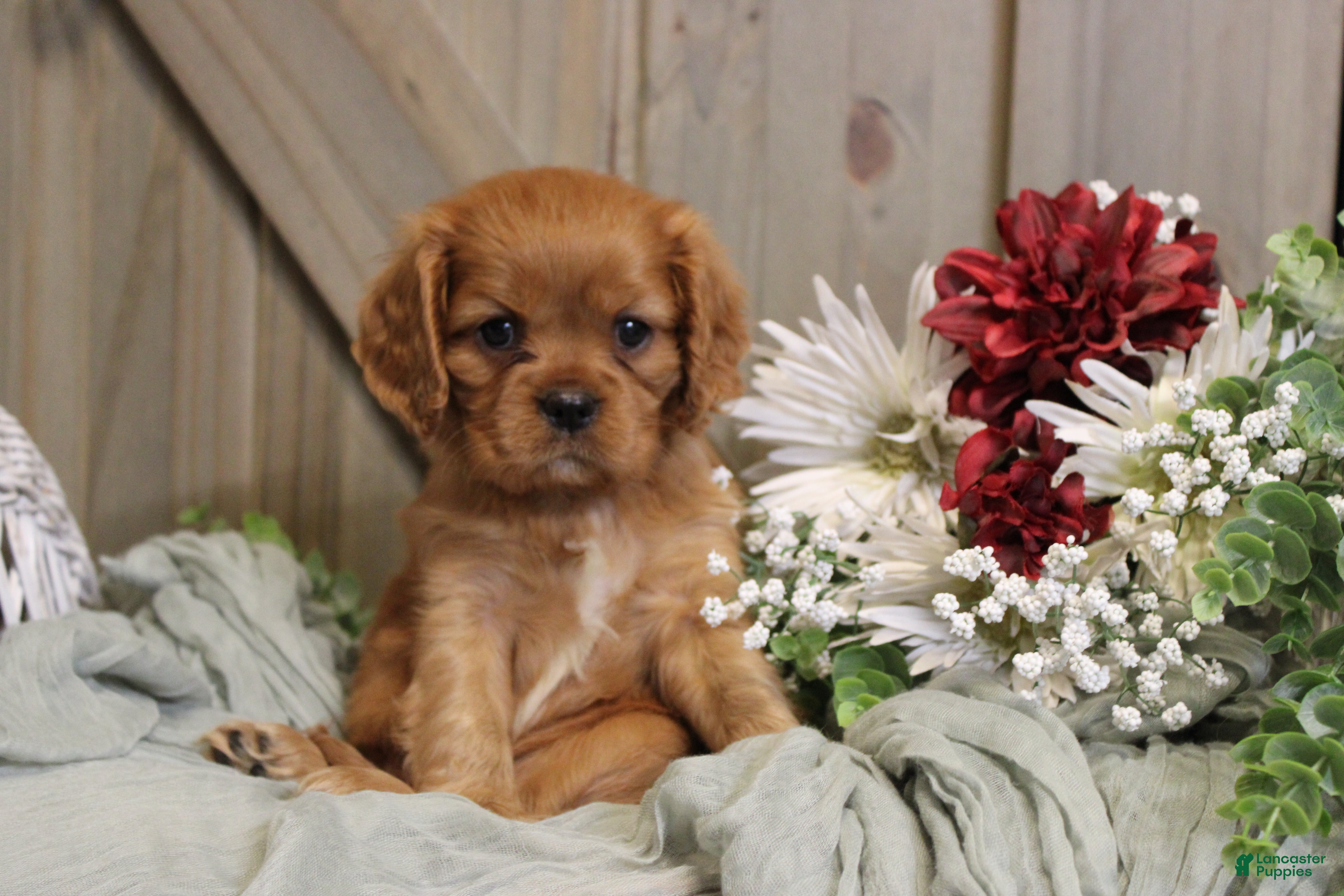 Cavalier King Charles Spaniel dogs for sale: Jasmine - Ad 1