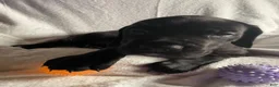 Daniff dogs for sale: Daniff 5 - Ad 3