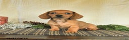 Dachshund dogs for sale: Roxie - Ad 3